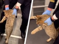 猫氏、無賃乗車が発覚し乗務員に降ろされる