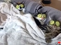 猫だって癒されたいニャん！愛猫といっしょにエステタイムを満喫してみた結果