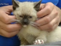 Hope For Paws～「こっちにおいで！」排水口の中にいた子猫、新兵器の登場で無事に保護される