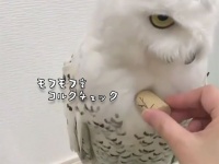 極上の羽毛やん！シロフクロウのふわふわ度をコルク栓で測定