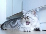 巨大な眼球を持って生まれた猫が、いつも驚いているみたいでブサカワ！