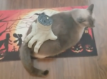 おもちゃのゾンビの手でお尻をマッサージされる猫の姿が可愛い…！