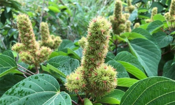 心の汚れたオトナにはこの植物が「別のモノ」に見えるらしい　なお花言葉は「澄んだ心」