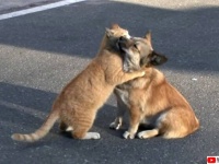 高齢者介護施設に移った飼い主に取り残された犬を野良猫が慰め続けていた