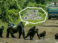 ゴリラぱいせんマジ男前っす！群れが安全に横断できるよう、道路の真ん中で自らが盾となるシルバーバックのオスゴリラ