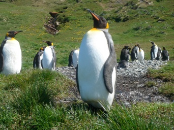 ペンギンのフンから発生する笑気ガスを吸って研究者がイカれてしまうという事案が発生（サウスジョージア島）