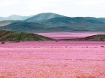 【楽園】チリのアタカマ砂漠に大雨…信じられない光景が広がる！