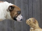 猫は犬よりも優れている！　イヌ科を絶滅させてきたという調査結果に