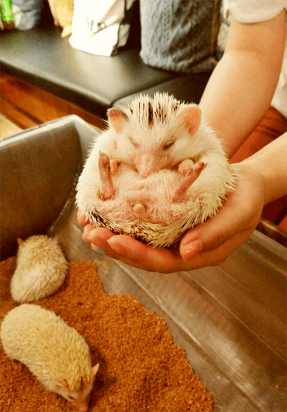 【体験】人気ハリネズミカフェ®HARRYは「見る&触れる」「買う&飼う」ができる新感覚カフェ#7