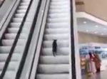 エスカレーターを逆走して困惑してるネコがカワイイ♪
