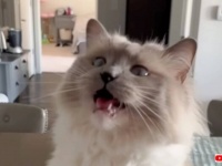 ママ大好き！からの「チュ！」これだから猫との暮らしはやめられない、飼い主の幸せ過ぎる瞬間