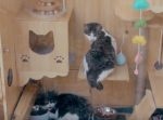 野良猫にも快適な空間を。　AIで管理するハイテクなシェルターを作る。
