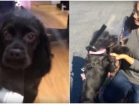 盲目の犬が手術で光を取り戻す。飼い主を見た瞬間、全身で喜びを表現（スペイン）