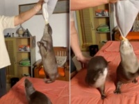 グルグルグルグル…これ楽しい！ペットのカワウソ、ぬいぐるみに食らいついてアグレッシブに遊ぶ