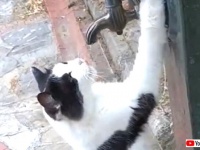 猫氏「おねがい、蛇口を回してくれニャい？」と、猫に優しい街イスタンブールで当然のようにおねだりする