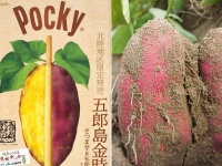 北陸限定の「五郎島金時ポッキー」
