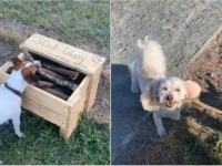 木の棒で遊ぶのが好きな犬たちのために、ドックパークに棒切れ図書館を開設した道具職人（ニュージーランド）