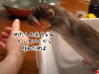 うちの子全員任せたわよ！飼い主の腕の中に赤ちゃんを運ぶネズミ