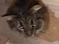 新居の内見はかどりすぎた。引っ越し先で行方不明になった猫、思わぬところで発見され無事救助される。