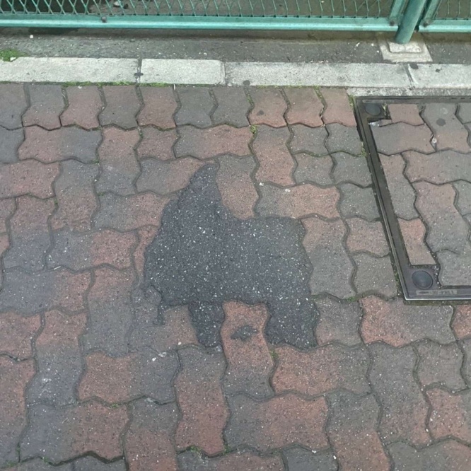 3匹目の犬がこちら（画像提供はカナイガ（＠shiragaigarashi）さん）