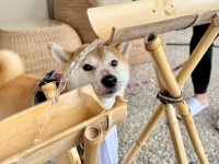 流しそうめんに「神戸牛ステーキ」...だと？　愛犬のめちゃカワ写真が撮れそうな夏のイベント今年も始まる