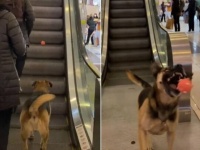 「このボール、そっちに届いたら投げ返してね！」ショッピングモールに居ついた野良犬、エスカレーターを使ってお客さんたちに遊んでもらう
