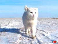 猫「ただ前に進むのみ！」威風堂々と脇目も振らず大草原を歩く猫