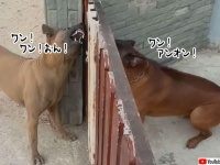 フェンス越しでは闘志むき出しで吠えまくる犬の対決。ところがフェンスを開くと？