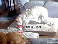 これは怖い！犬がモバイル充電器を噛んだことで発火、炎上。住宅火災を引き起こす