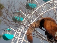 襲来！？超巨大レッサーパンダ　福岡・到津の森の衝撃光景にネット驚がく「AIかと思った」