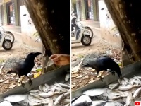違うこれじゃない！最適な魚をもらうまで魚屋と粘り強く交渉を続けるカラス