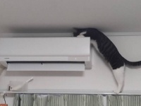 「猫が乗れないようにギリギリまで攻めてください」　天井スレスレにエアコンを設置してもらった結果がこちらです
