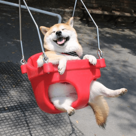 可愛くておもしろくて胸キュン！　人気の動物動画でヒトリ癒しを満喫♪#3