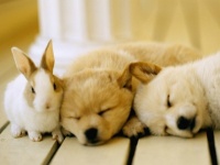 非モテ女子なんて言わせない！　女子が自宅で飼いたいキュートなペット4選