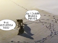 こんな文春砲ならいい。シロフクロウとキツネが深夜の密会。異種愛の現場を激写とかか？（カナダ）
