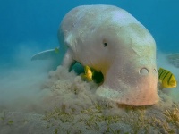 ずっと見てられるやつ。水中の大型草食獣「ジュゴン」のお食事シーン