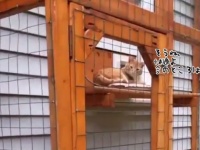 室内飼いの猫に新鮮な空気を味わってもらおうと野外ケージを作ってみた。猫は満足そうだが一方犬は・・・