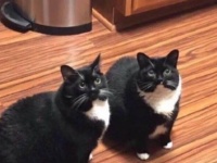 行方不明の猫が見つかった！と思ったら別猫だった。その後本物の猫が戻ってきて飼い主混乱