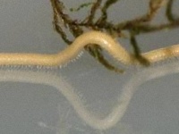 世界最多、750本の足を持つ伝説のヤスデ「イラクメ・プレニペス」が再発見される（米国）