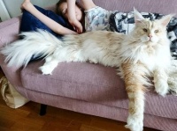ゴールデンレトリバーが飼いたいけど猫しか許可されない？メインクーンがいるじゃないか！でかいし毛並みほぼ一緒だし。