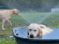 この世には2種類の犬がいる。動く犬、静かなる犬