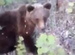 ロシア人男性がヒグマに近づいたらヤバイことに…