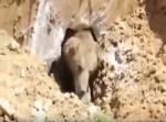 【ビックリ】穴を掘っていたら、こんな動物が潜んでいた…！