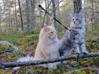 これが外の世界ニャの？メインクーンの子猫、伯父ちゃんと一緒に北欧の森を生まれて初めて探検する