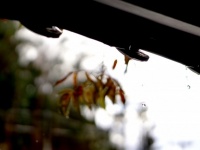 「帰宅中、突然の豪雨に襲われずぶ濡れに。お茶屋さんの軒先で雨宿りしていると、店の老夫婦が...」（愛知県・50代女性）