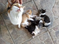 NNN活動報告。妊娠中からロックオン、出産後4匹の子猫を連れて戻ってきた（アメリカ）