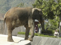 安佐動物公園の象（Spiegelさん撮影、Flickrより）