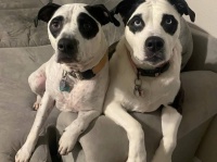 パンダ模様の犬に出会い家族に迎え入れたら更にもう1匹！2匹目も家族に迎え入れる