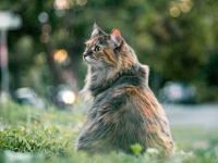 【スピリチュアル】亡くなった猫がそばにいるサイン5つ