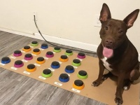 賢い犬！29の単語を覚えサウンドボードで飼い主と会話（アメリカ）